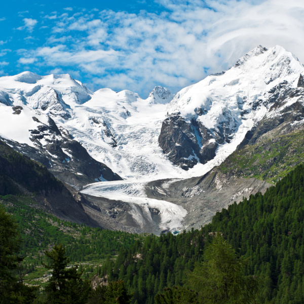 Gletscherfloh-Panelpatenschaft
