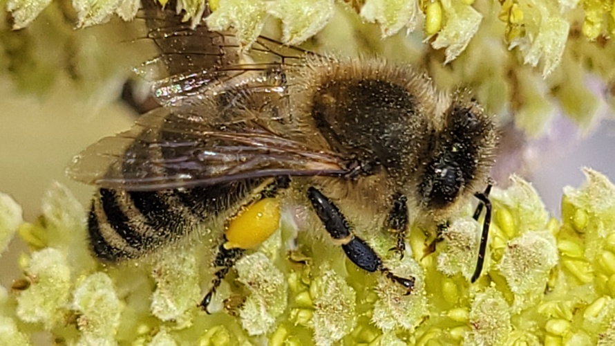 BZVA Bienenzüchterverein Andelfingen