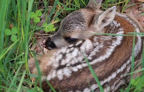 Drohne zur Rehkitzrettung