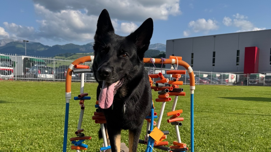 Zukunft des Hundesportplatzes KV Wolhusen sichern