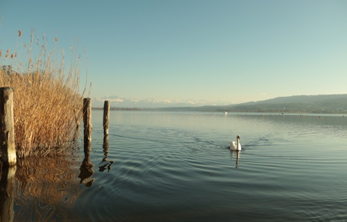 Naturschutzgebiet Greifensee: PFAS-gefährdet?