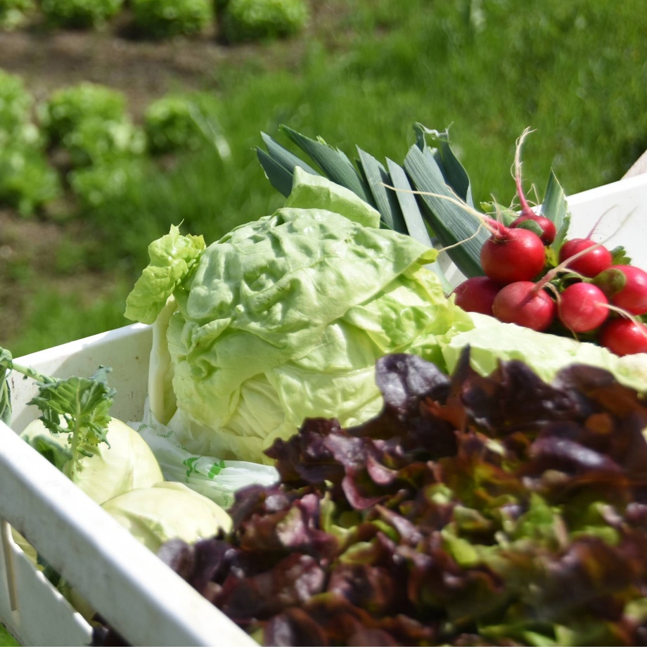 Gemüsekorb aus unserem Garten