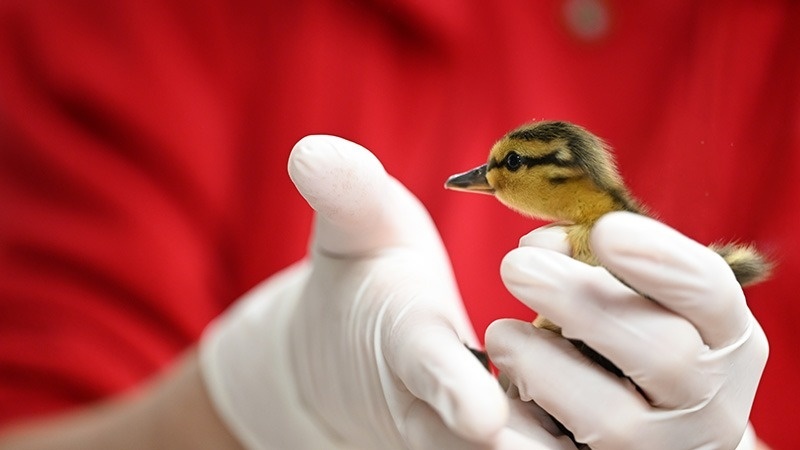 Stiftung Tierrettungsdienst