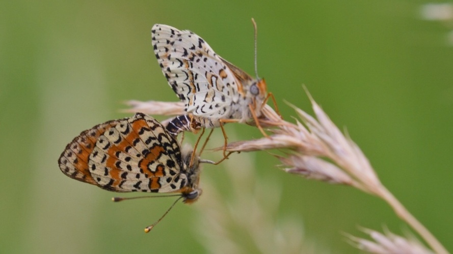 Le Temps des Prairies