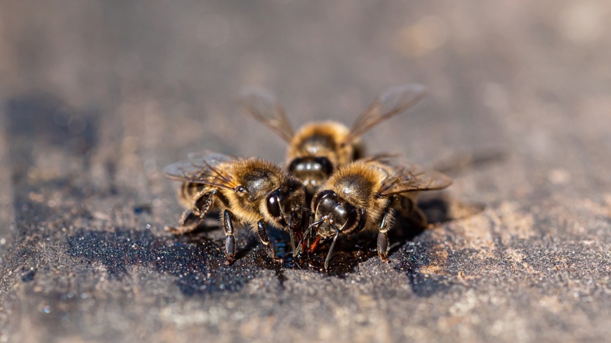 Sandlinsen für Wildbienen