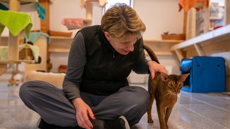 Katzenpension und Katzenheim Cats Land