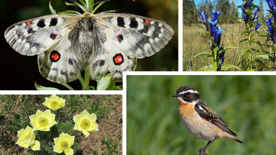 Förderung Braunkehlchen und Schmetterlinge