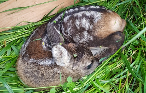 Rehkitzrettung mit Drohne