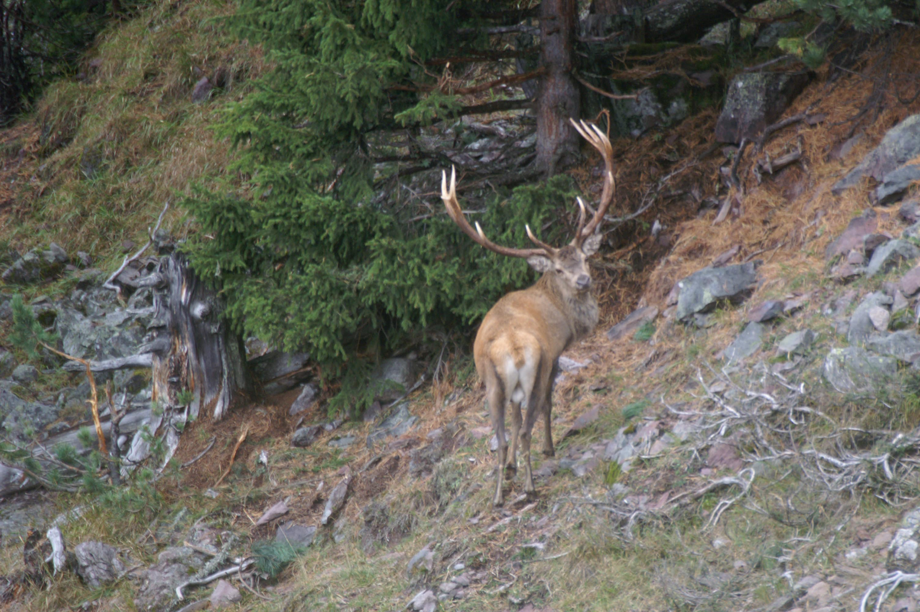 Wildbeobachtung