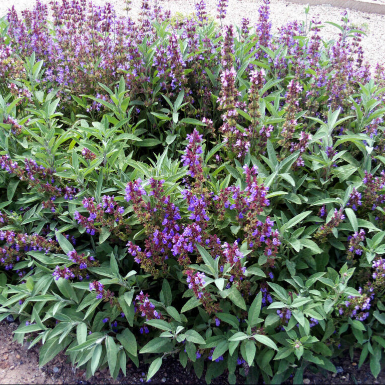 Parrainage de 10 plants, 1 plan de sauge vous est offert