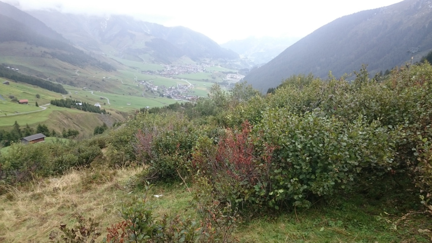 Förderung Braunkehlchen und Schmetterlinge