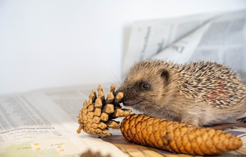 Verein Igel-Hilfe Schweiz