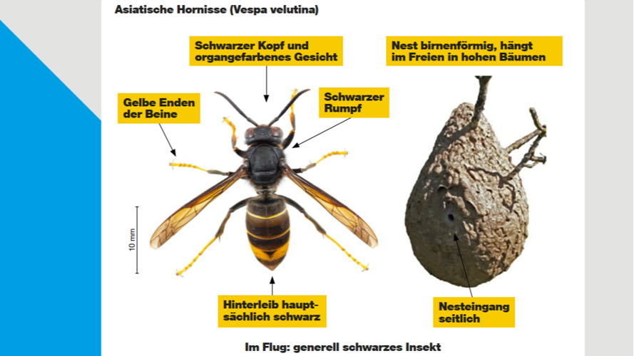 Bekämpfung der Asiatischen Hornisse