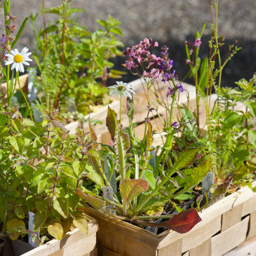 Biodiversität für Zuhause