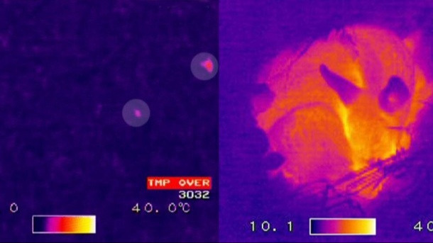 Rehkitzrettung im Säuliamt - Drohnenausrüstung!