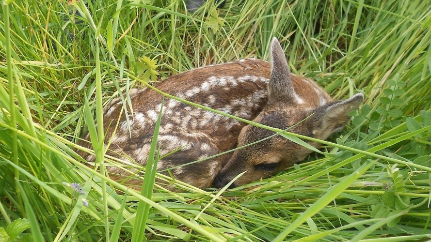 Rehkitz-Rettung mit Drohnen Sensebezirk