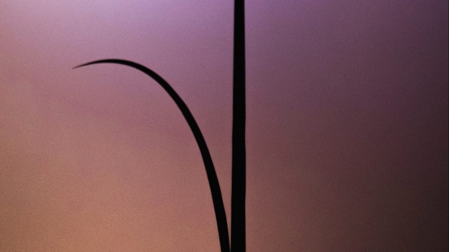 VibezBar braucht dich!