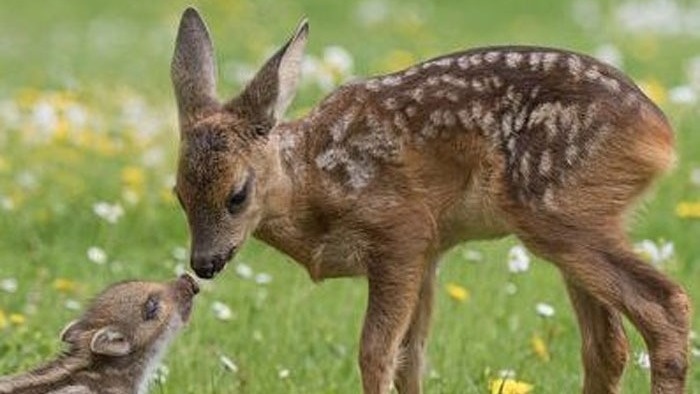 Mähtod vermeiden durch Technik (Drohne)