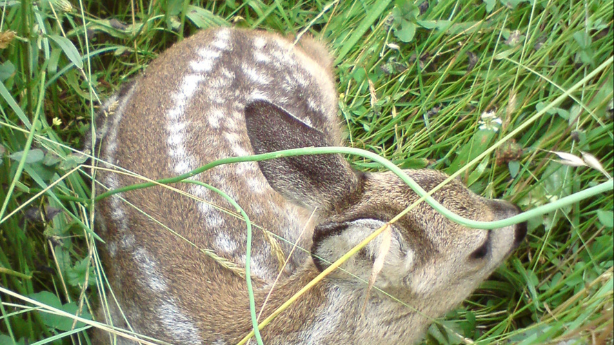 Drohne Rehkitzrettung Zäziwil/Reutenen/Oberhünigen