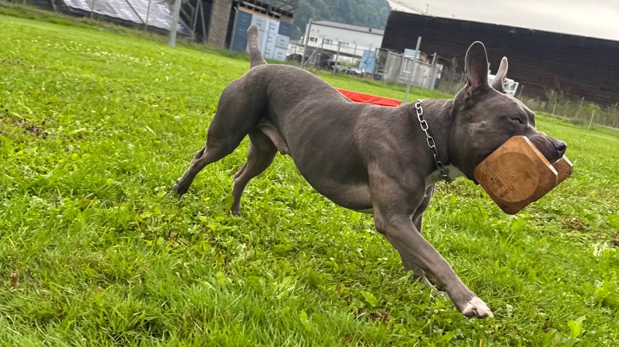 Zukunft des Hundesportplatzes KV Wolhusen sichern