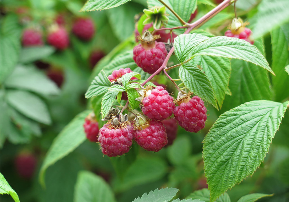 Beerensträucher