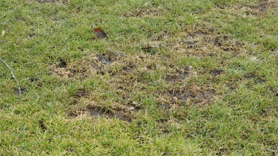 FC Einsiedeln- Ein Rasen mit Zukunft