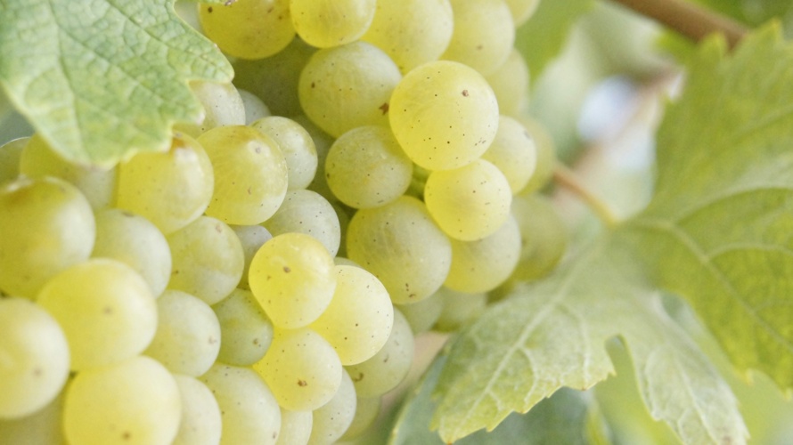 Association Groupe indépendant Vigne-Avenir BIO