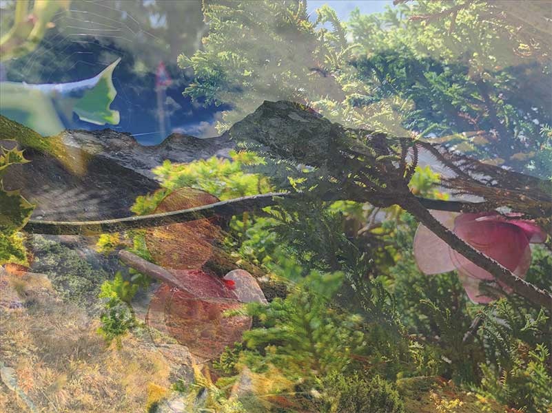 Jungfrau Gönner mit Kartoffelkunstdruck, Digitaldruck auf Leinwand von annette weber, Sauerteig Züpfe, 1Kg Sauertiegbrot & 12 grosse Brownies