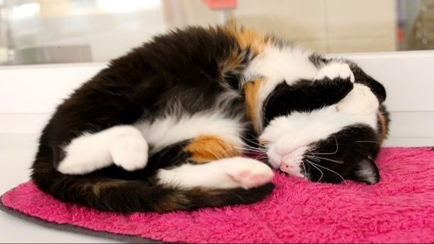 Refuge de Cottendart