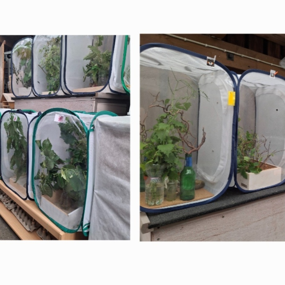 Exklusiver Aufzucht-"Kurs" mit Apero Getränk für 2 Personen. Findet vor Ort statt.