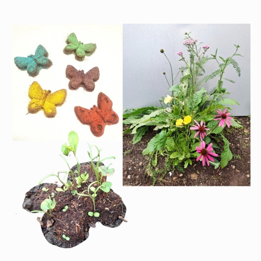 Saatbomben Schmetterling aus eigener Produktion