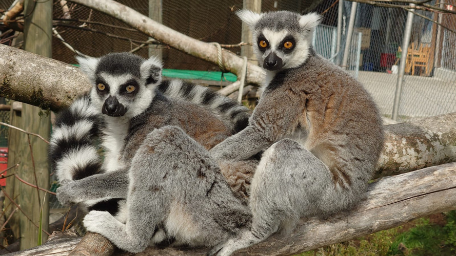 Neuer Aussen-Kanal für unsere Lemuren