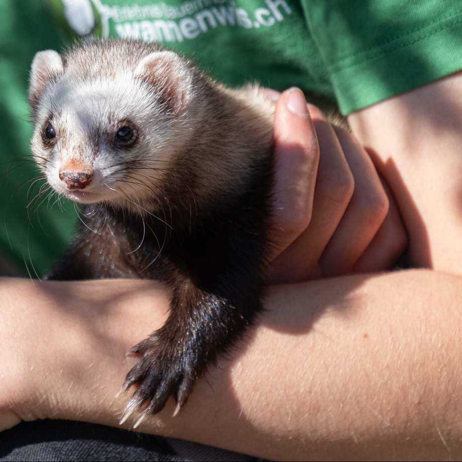 Foto mit deinem Lieblingstier