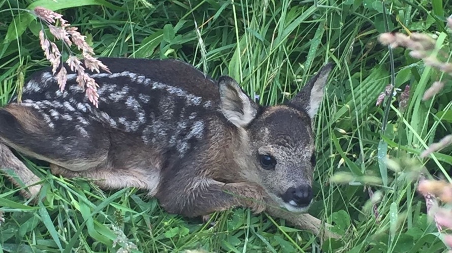 Drohne für Rehkitzrettung