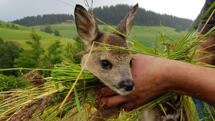 Drohne für Rehkitzrettung