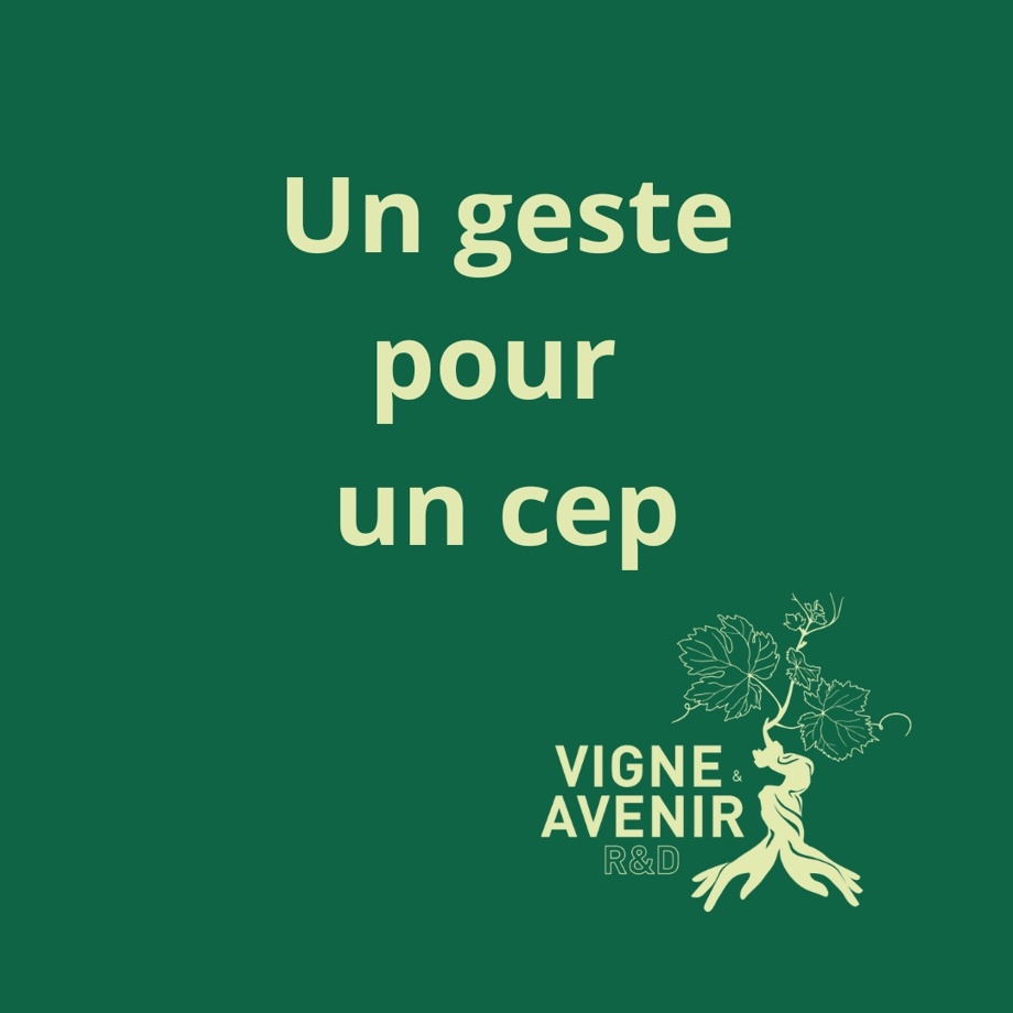 Un geste pour un cep