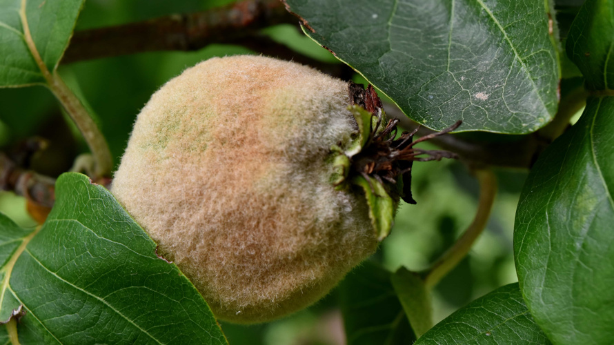 Ökologischer Obstgarten mit bedrohten Sorten