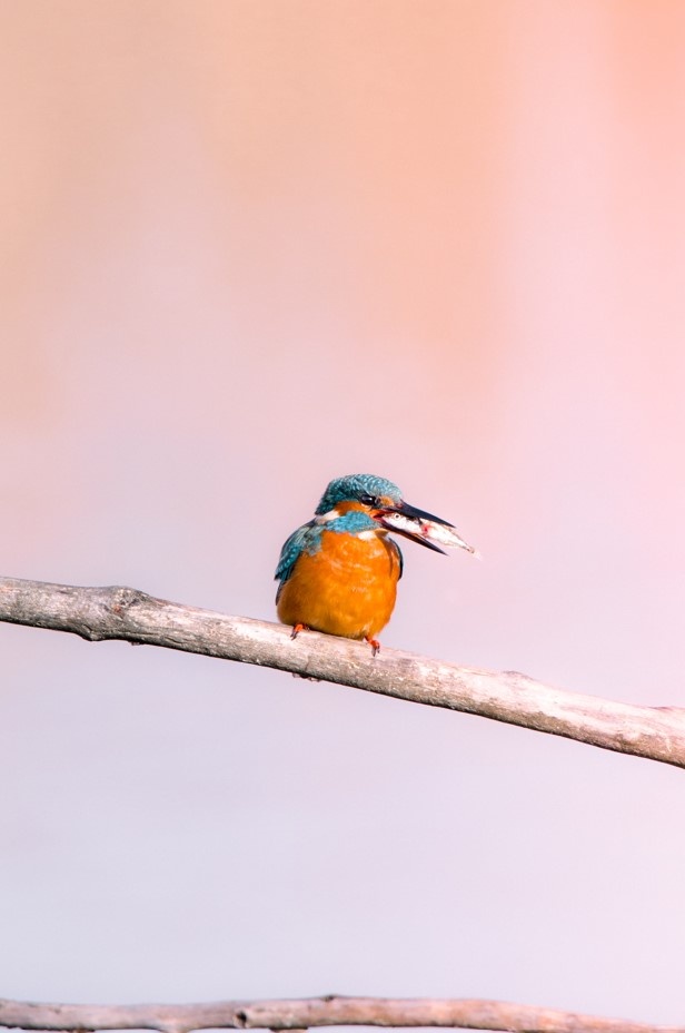 La Dolce fotografia