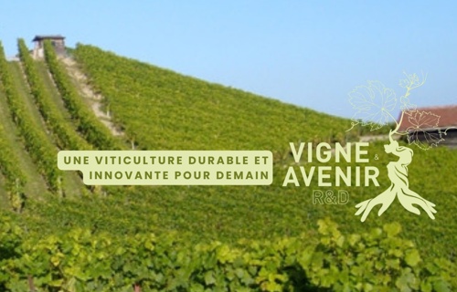 Une viticulture durable et innovante pour demain