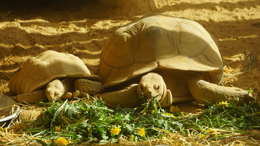 Walter Zoo: der Ostschweizer Zoo seit 1961
