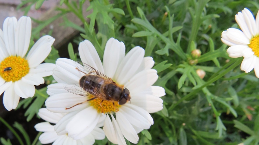 Jardimont : un jardin sauvage et évolutif au Mont-sur-Lausanne
