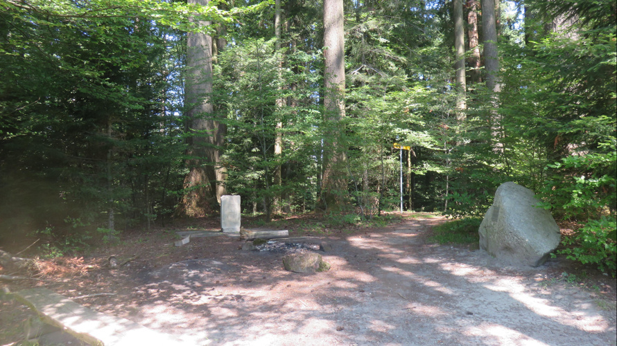 Lassen wir diese Bäume wachsen!