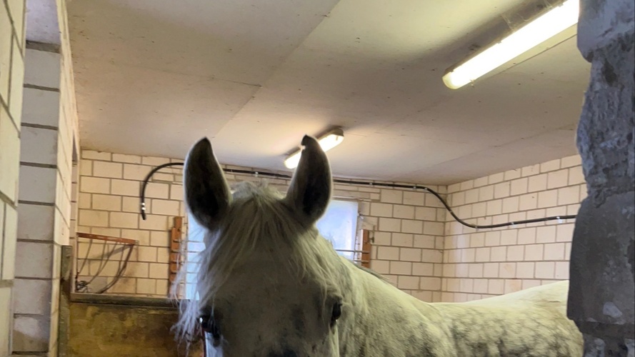 Verein Pferdestall Rigi Kaltbad First