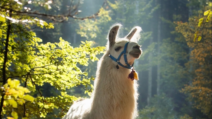 Soutien au projet Lampaga