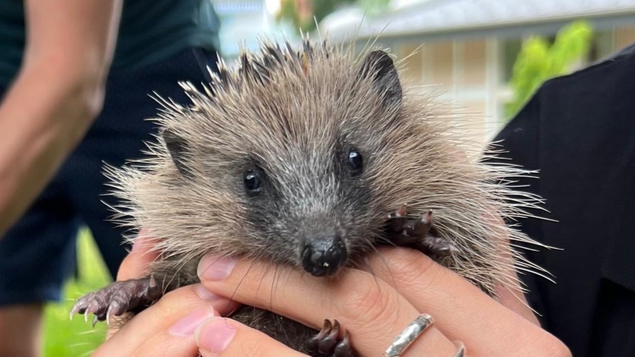 Igel Hilfe Kanton Zug