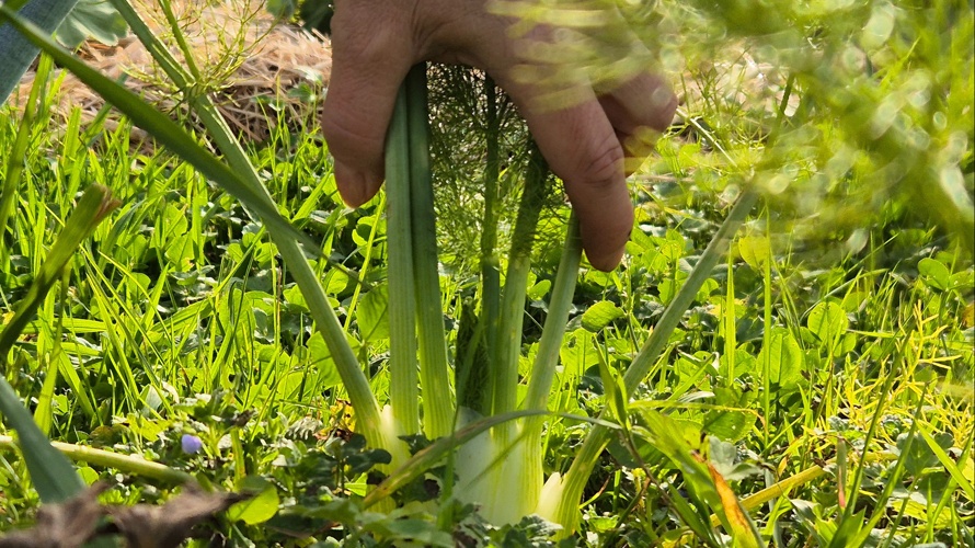 Verein "Der Kulturgarten" Appenzell