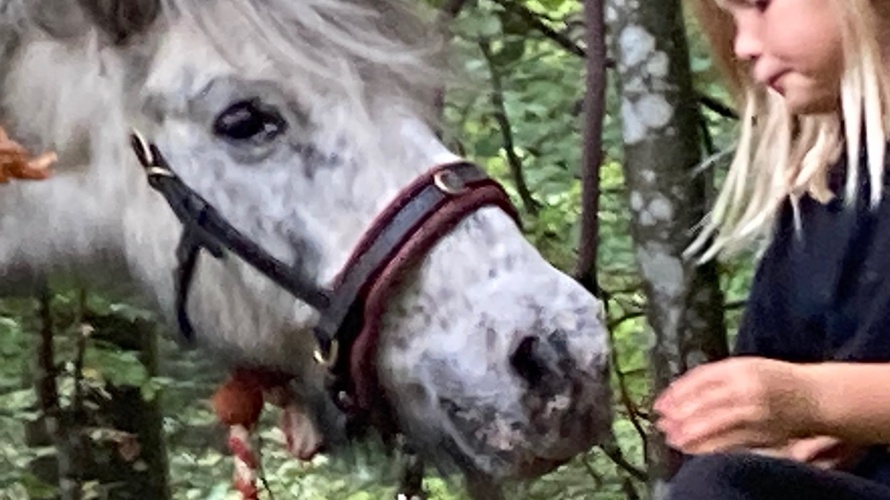 Une infrastructure adaptée pour la thérapie animale