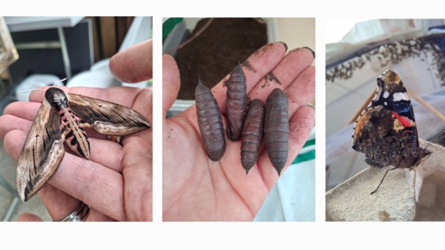 Schmetterlings Flugpate