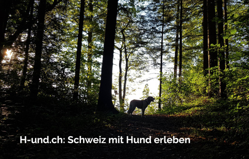 Neue Webseite für Hundefreunde (H-und.ch)