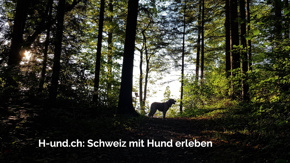 Neue Webseite für Hundefreunde (H-und.ch)